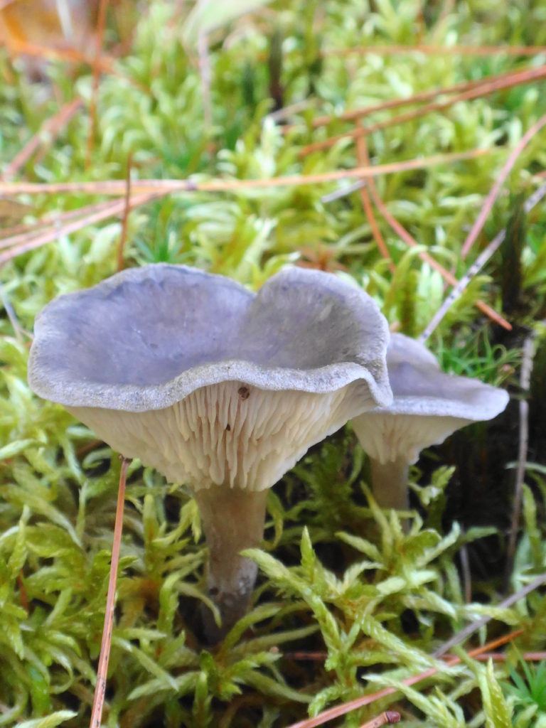 Two small, grey mushrooms grow in a bed of moss.