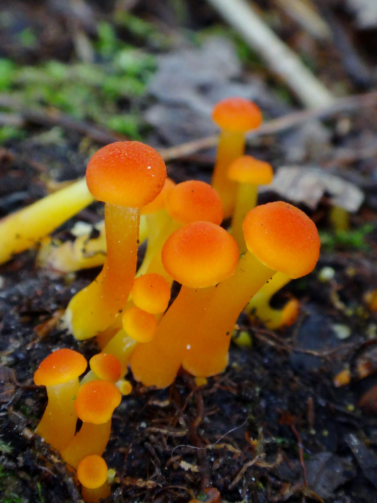 A cluster of small, bright orange mushrooms called Hygrocybe cantharellus, grows from the forest floor: Waxcap.