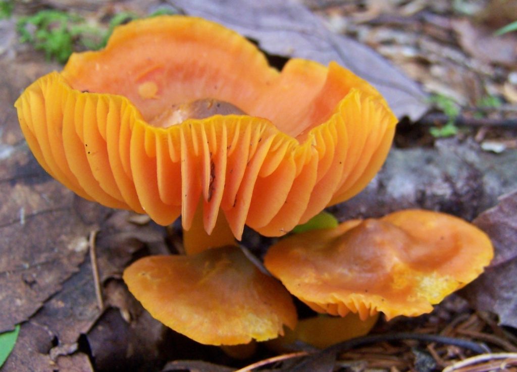 Hygrocybe acutoconica, a bright orange mushrooum, with an upturned, gilled margin, grows on the forest floor.