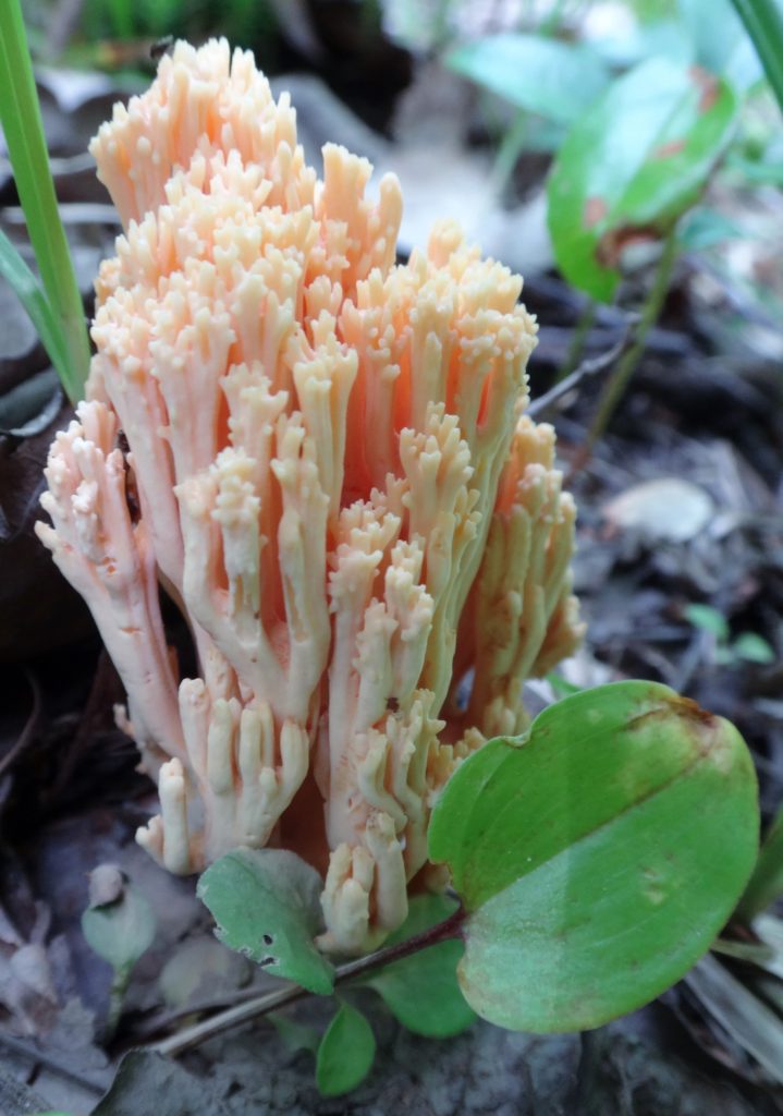 A pale, pink coral fungus, Ramaria abietina, grows from the forest floor.