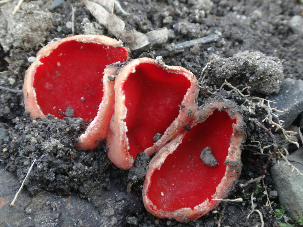 Scarlet cup, a bright orange fungus, sprouts from dark, expose soil.