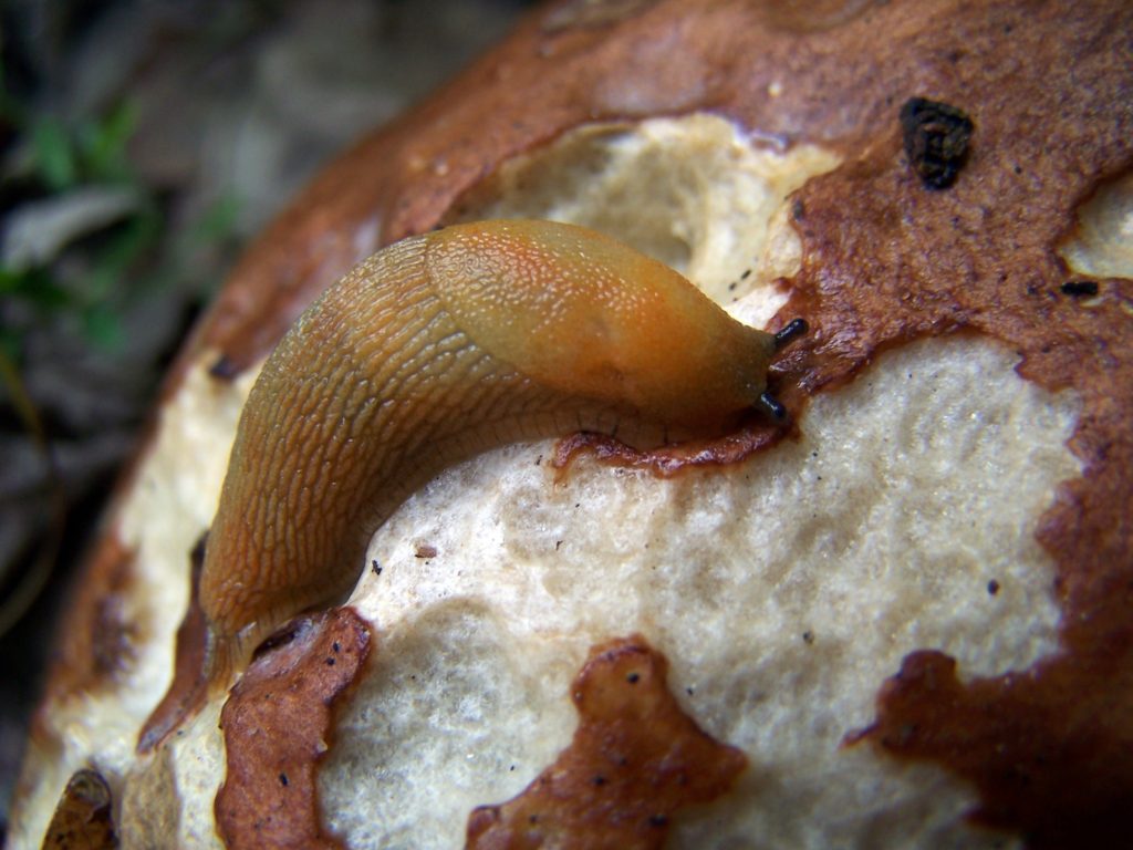 A slug grazes on the cap of an Orange Bolete.