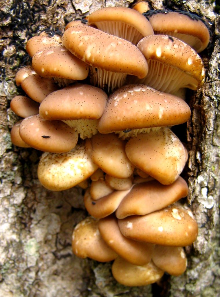 A dense cluster of brown mushrooms, the deadly poisonous Jack O'Lantern, sprouts from a tree stump.