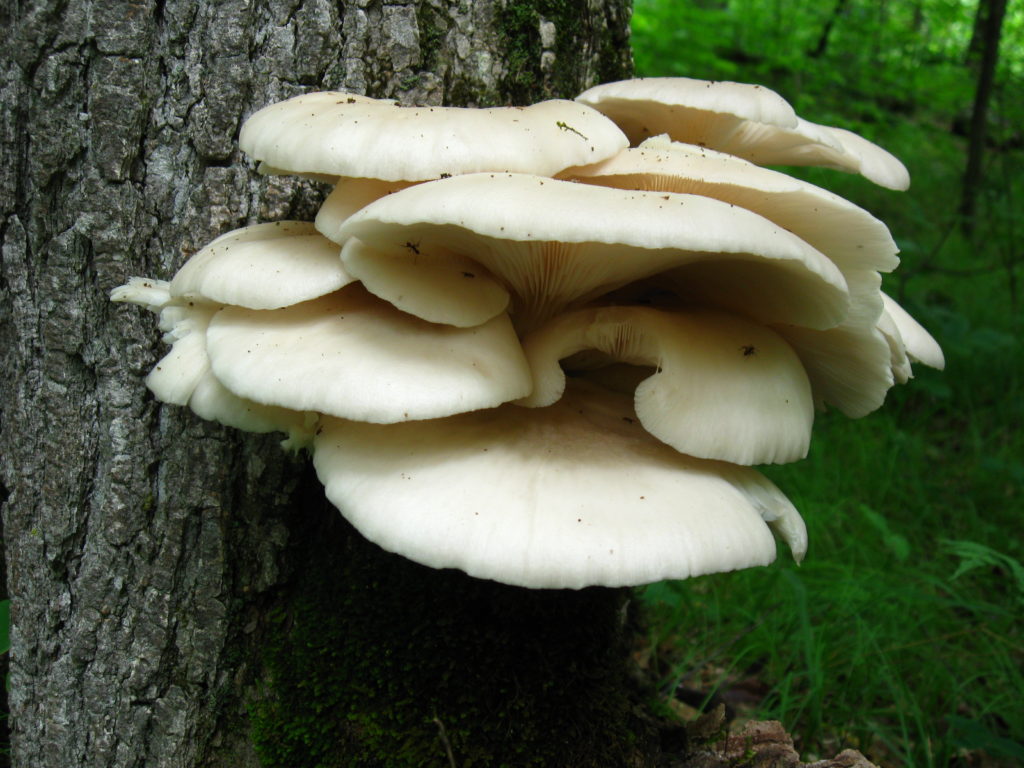 A large cluster of oyster mushrooms sprouts from the trunk of a tree.