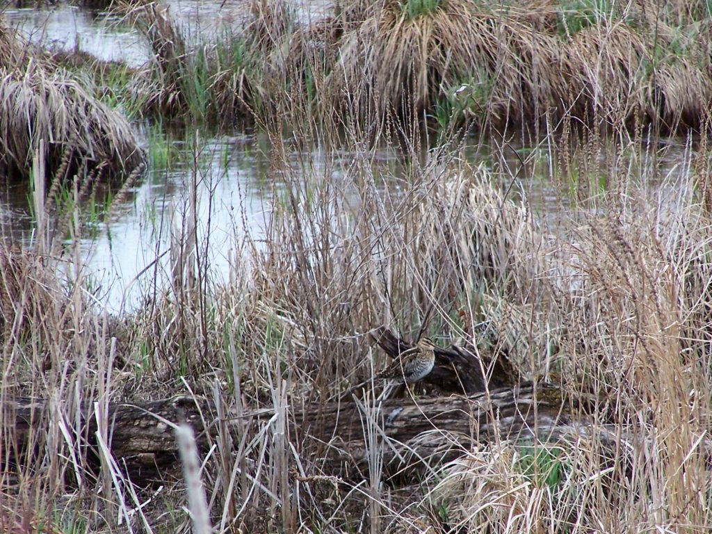 A common snipe stands on a log amidst reeds in the Upper Poole Creek Wetland