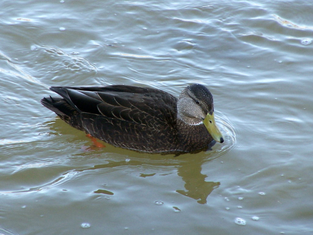 A black duck swims in the Rideau River