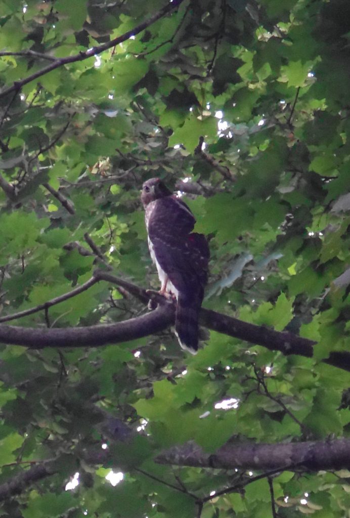 A broad-winged hawk perches on a branch deep in the foliage of Norway maple along the Rideau River
