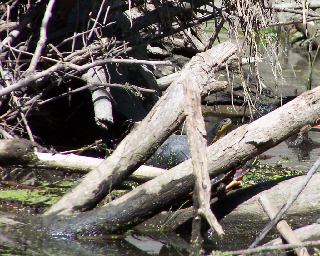 A large Blanding's turtle raises its head from log jam along the Carp River