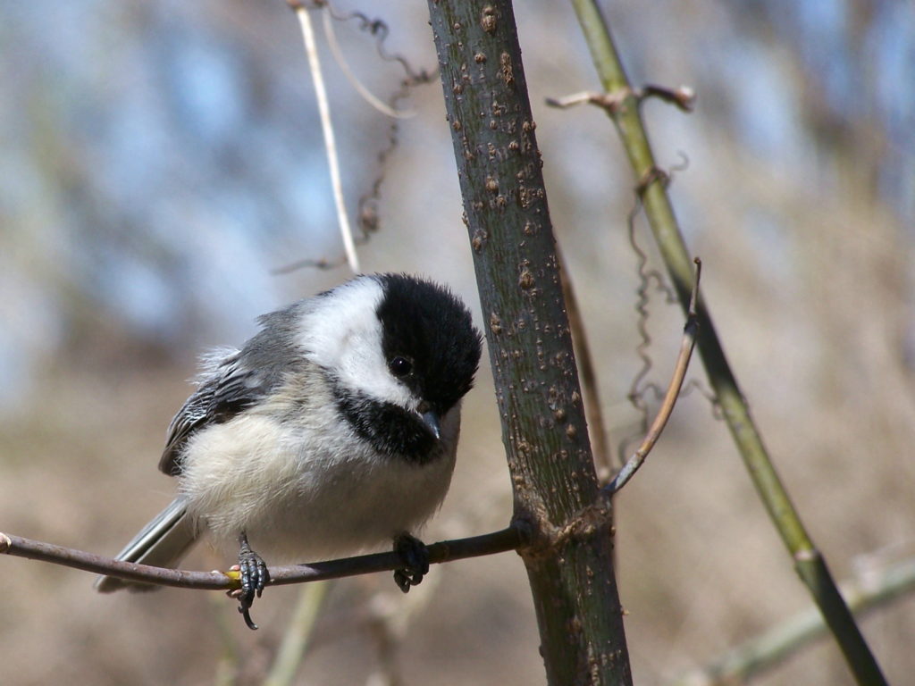 A black-capped chickadee perches on a twig at Mud Lake
