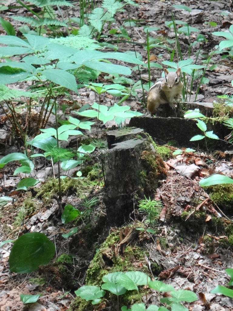 A chipmunk perches on a stump in Deep River