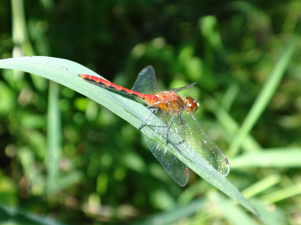 A red dragonfly rests on a leaf