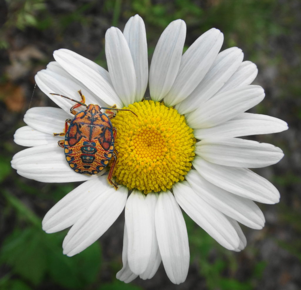 A orange and black stink bug sits on a daisy beside a road in Deep River