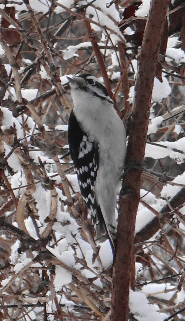 A downy woodpecker clings to a stem in a thicket beside the Rideau River