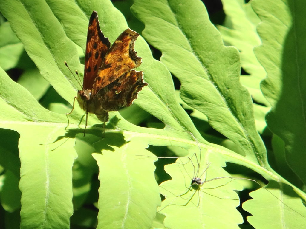 An eastern comma and a daddy longlegs sit on a sensitive fern leaf at the Rockwood School swamp in Pembroke