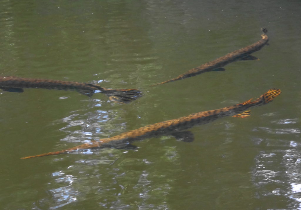 A close-up photography of longnosed gar basking near the surface of a pool in the Snye River