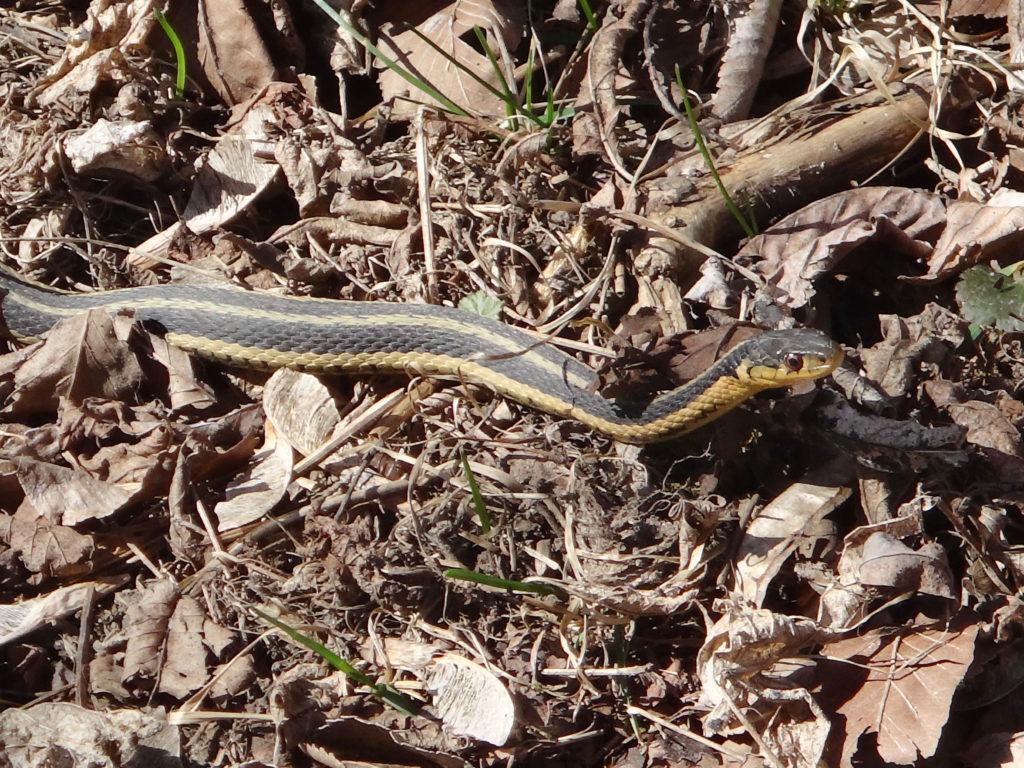 A garter snake slithers through dried leaves at the Macoun Marsh outdoor classroom, Ottawa