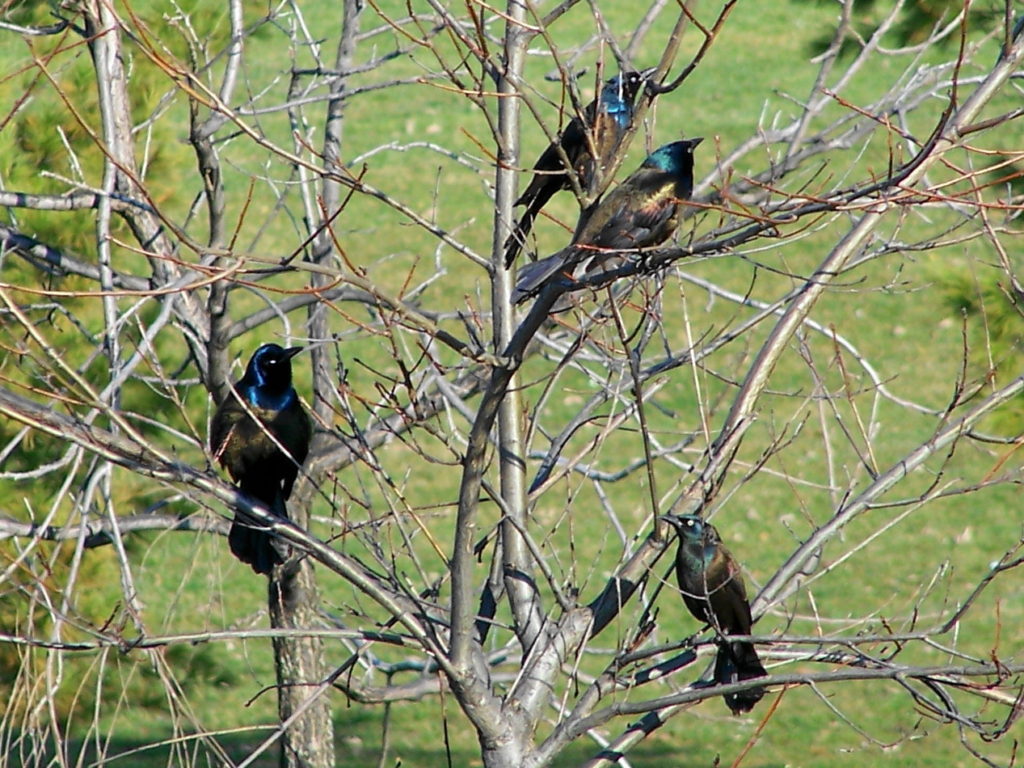 Four iridescent common grackles perch in a tree beside the Corkstown Bridge over the Rideau Canal