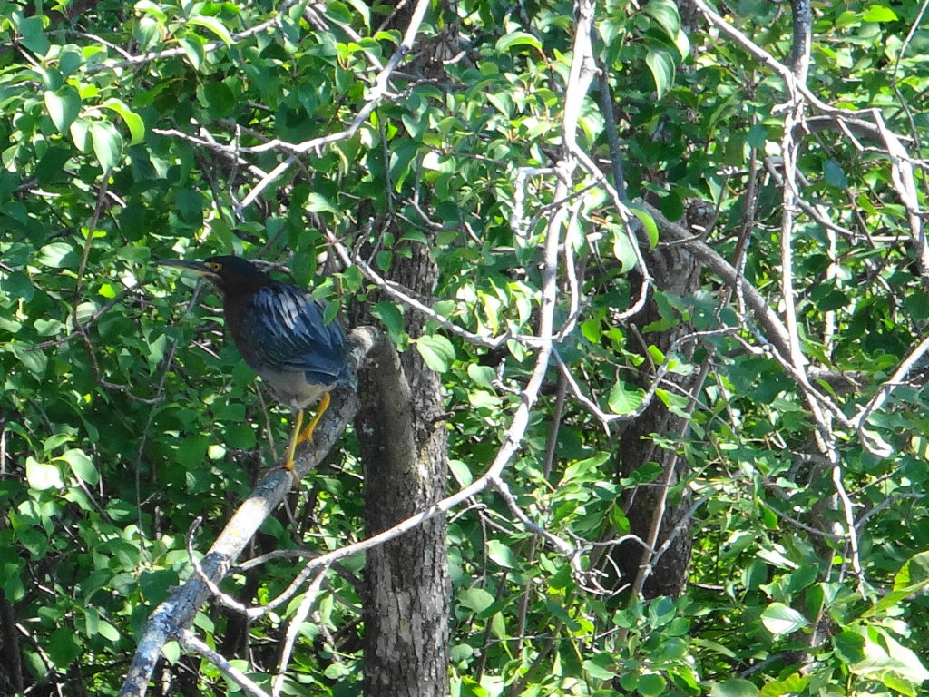 A green heron perches in a tree along the Rideau River
