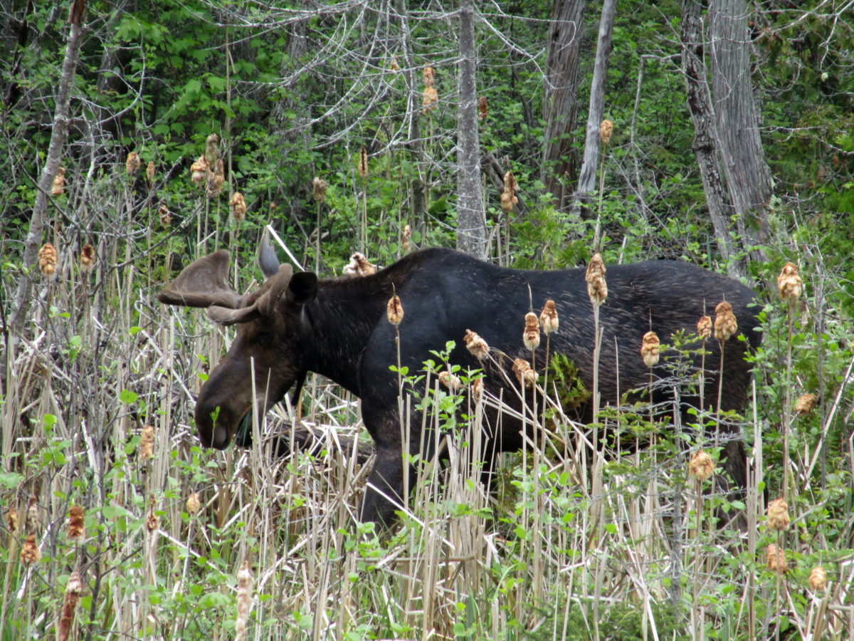 A moose grazes along Highway 60 in Algonquin Park