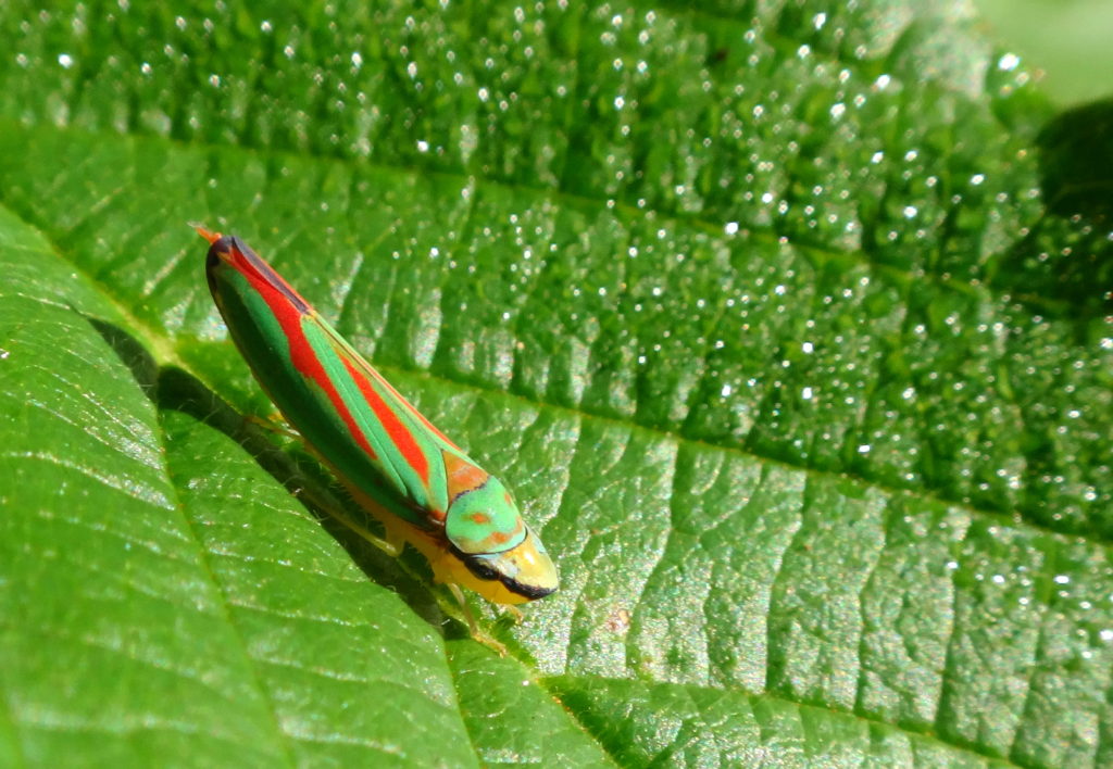 A brilliant red and green leafhopper sits on a leaf in Algonquin Park