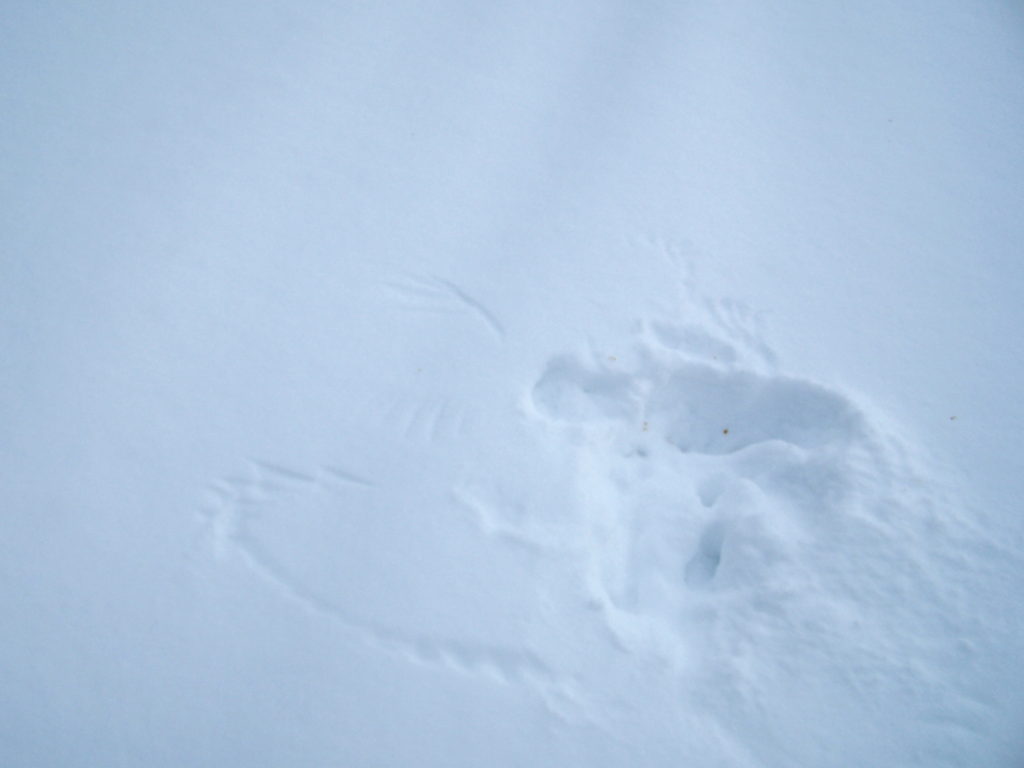 A wing print in the snow marks where an owl swooped down to capture a mouse