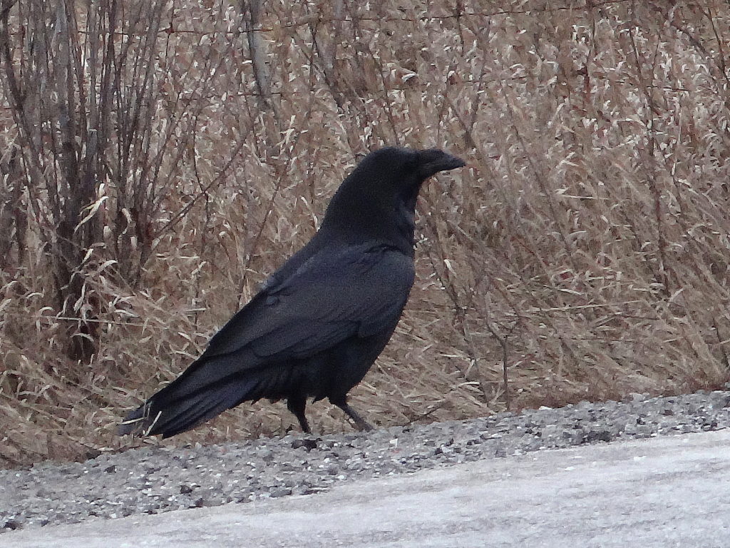 A common raven struts beside a road in Ottawa South