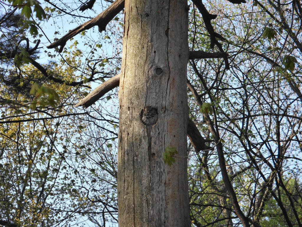 A screech owl basks in the early morning sun in the entrance of its nest in an old snag