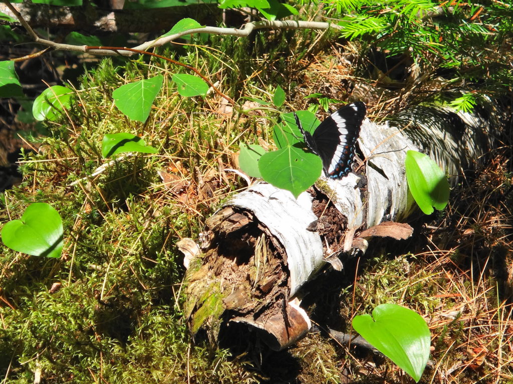 A white admiral butterfly lands on a rotting white birch log