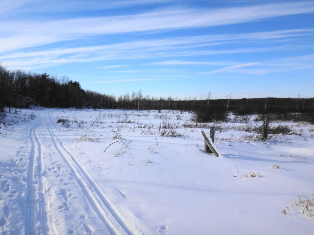 Parallel cross-country ski tracks skirt the edge of a thicket swamp at Mer Bleue.