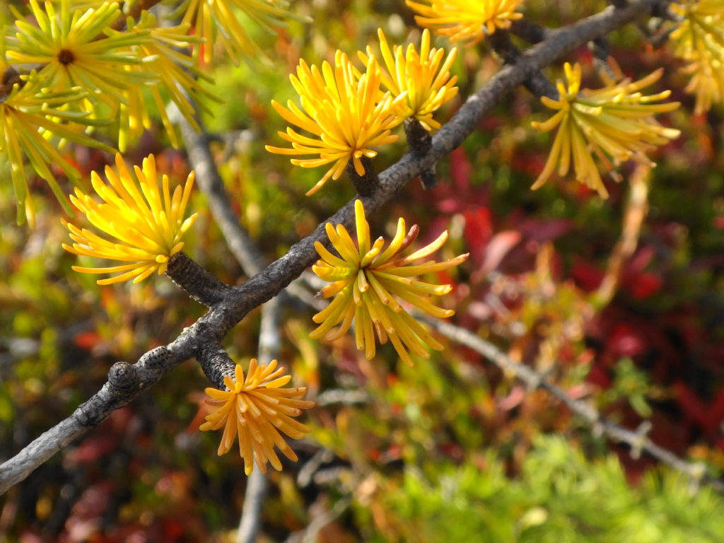 Small clusters of yellow tamarack needles grow from a twig.