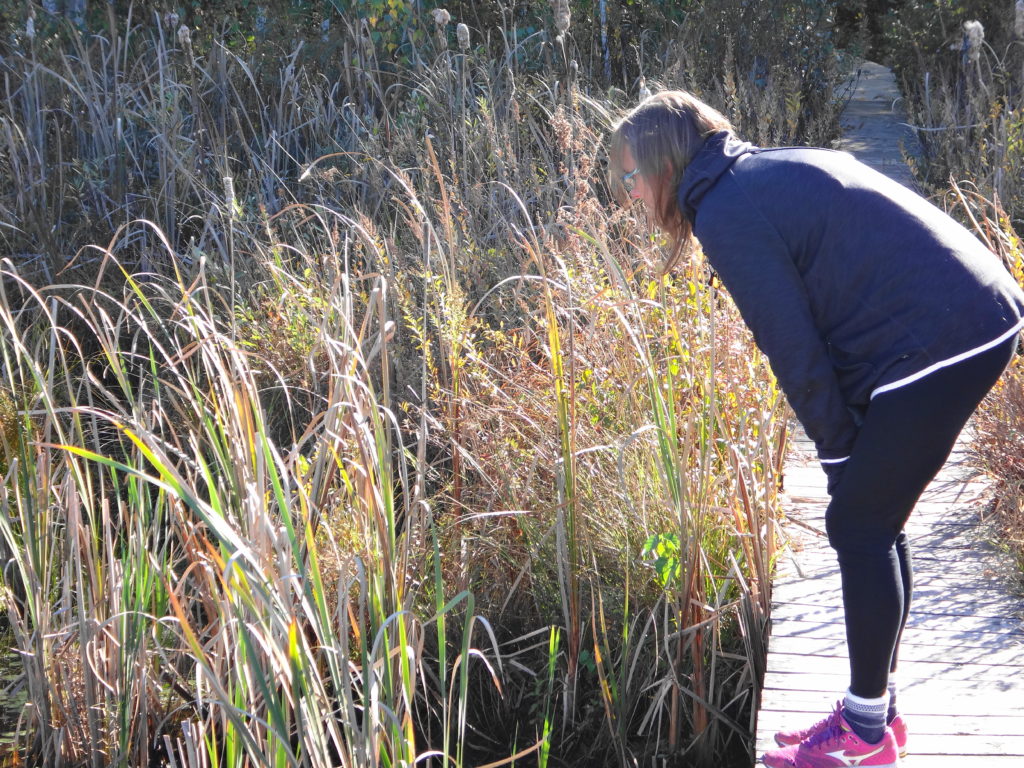 A woman leans over to admire the wetland from the boardwalk.