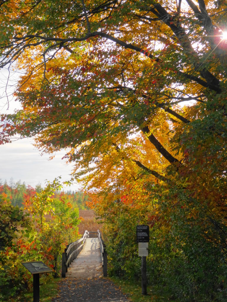 A path leads under a colourful autumn tree to the start of the Mer Bleue Boardwalk