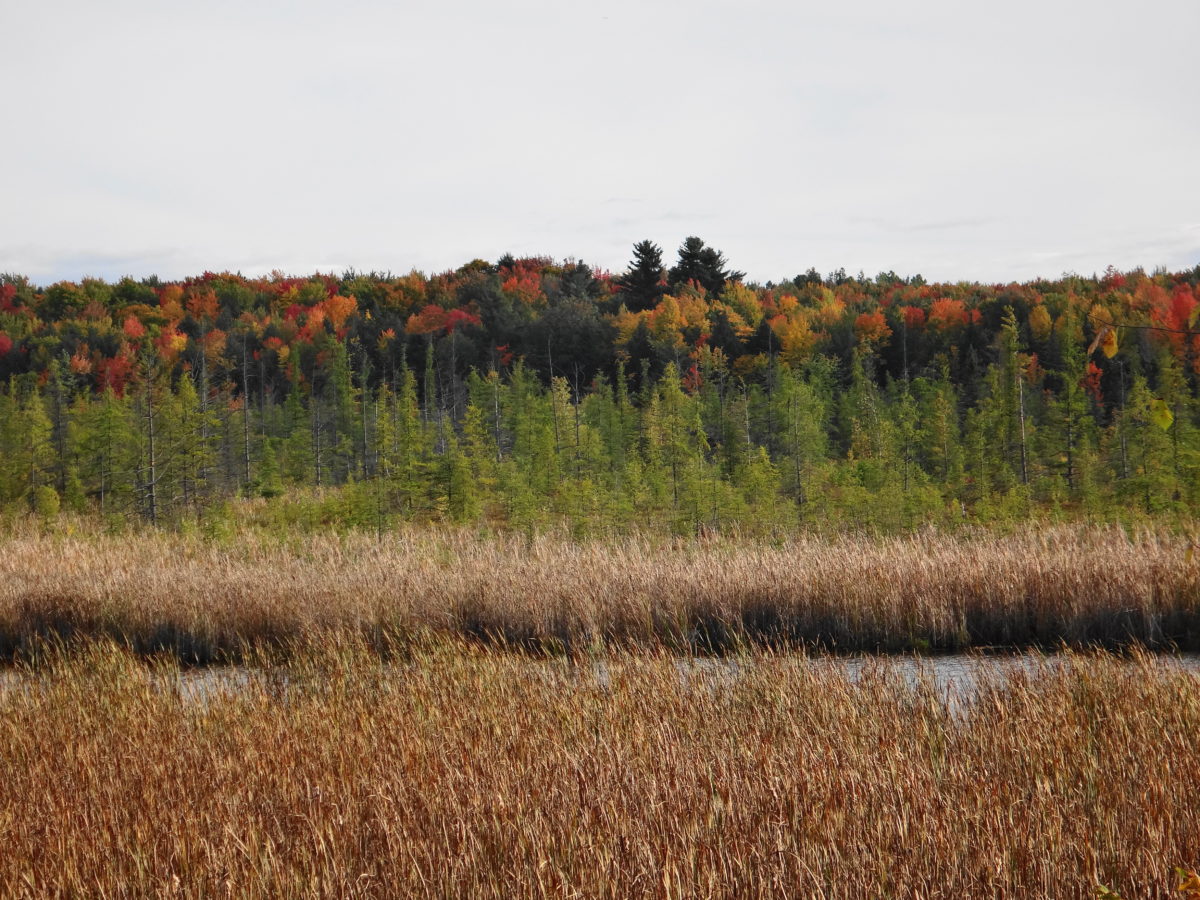 A photography across the Mer Bleue wetland shows all of the important vegetation communities: cattail marsh, open water lagg, bog, and forested ridge.