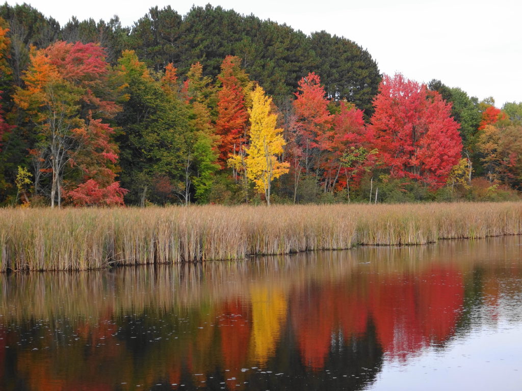 Red and gold trees reflect in the pond beside the Mer Bleue Boardwalk