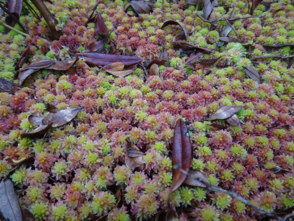 Tufts of red and green sphagnum moss form a mound in a bog in the Petawawa Research Forest.
