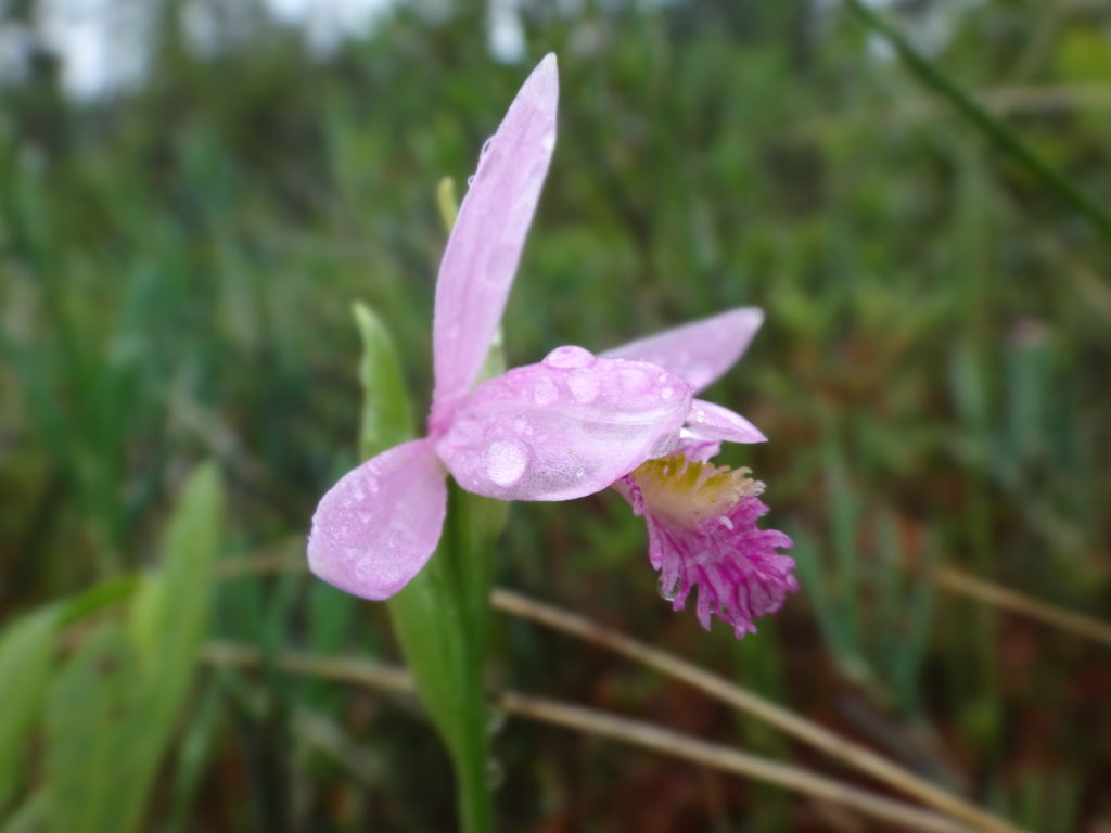 A delicate pink orchid, called a rose pogonia, glistens with raindrops in a fen in the Petawawa Research Forest.