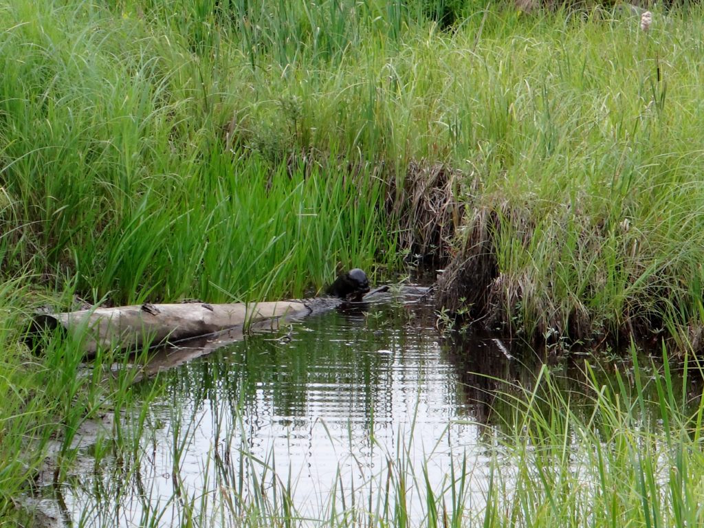 An otter plays on a log in a marshy pond at the Four Seasons Conservation Forest.