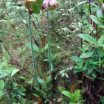 Pitcher plants bloom on a fen mat in the Petawawa Research Forest.
