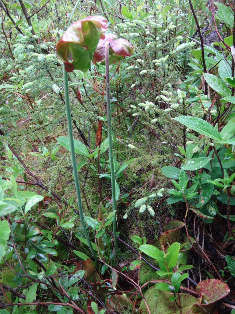 Pitcher plants bloom on a fen mat in the Petawawa Research Forest.