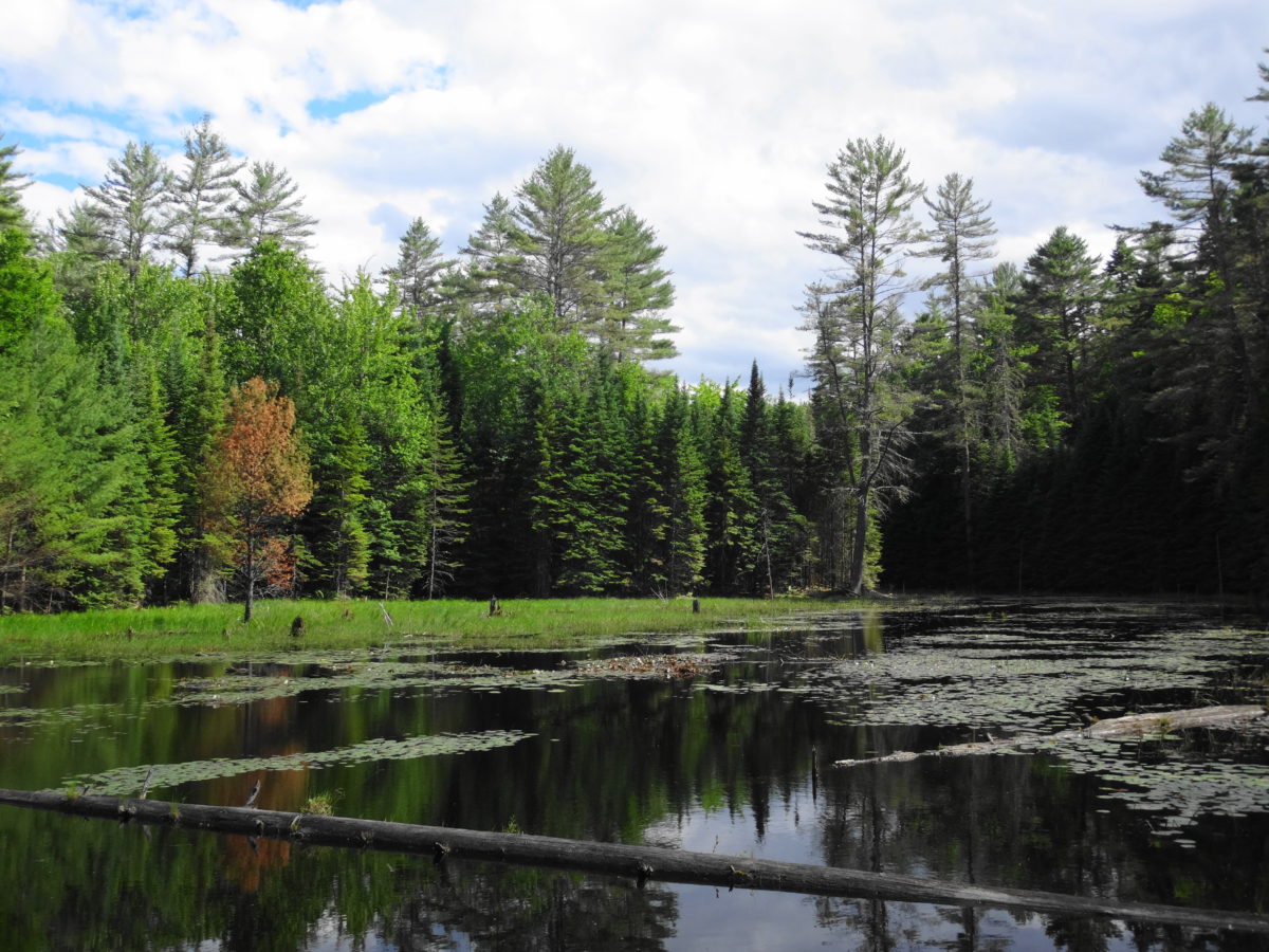 A small, pretty beaverpond lies in the midst of the forest on a bright summer day.