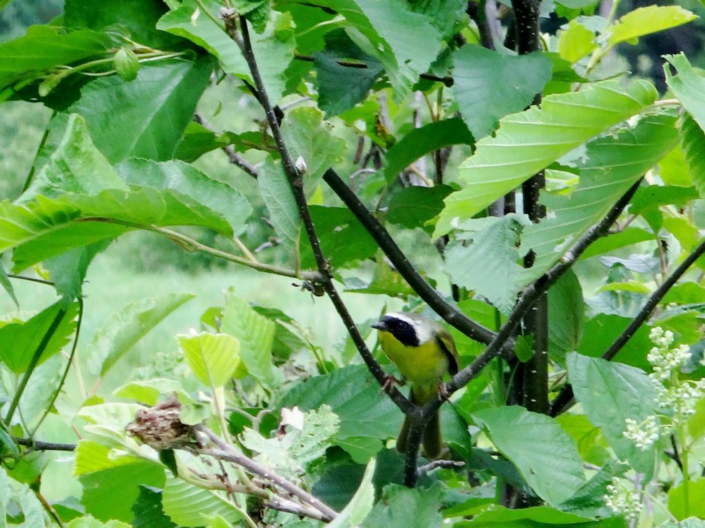 A black-masked, common yellowthroat perches on the branches of an alder bush.
