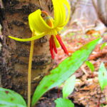 A brilliant yellow trout lily blooms on the forest floor.