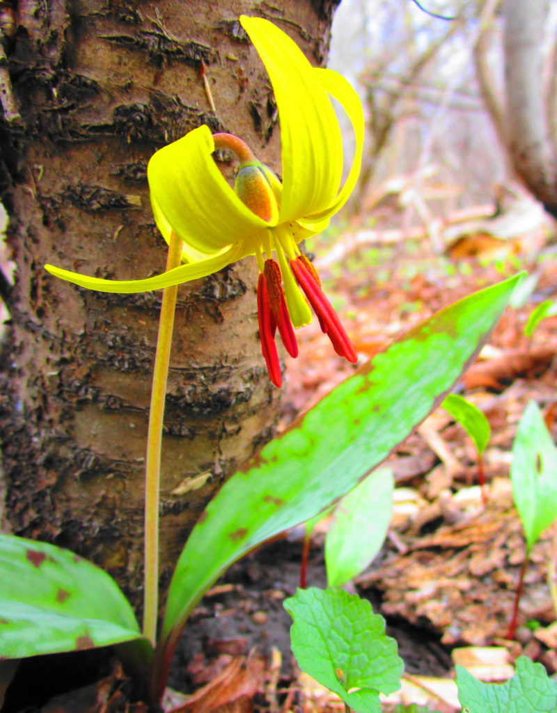 A brilliant yellow trout lily blooms on the forest floor.