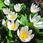 A small cluster of white bloodroot shines in the sun.