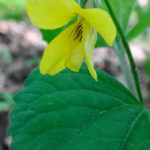 A close-up photograph of single, yellow violet growing on the forest floor.