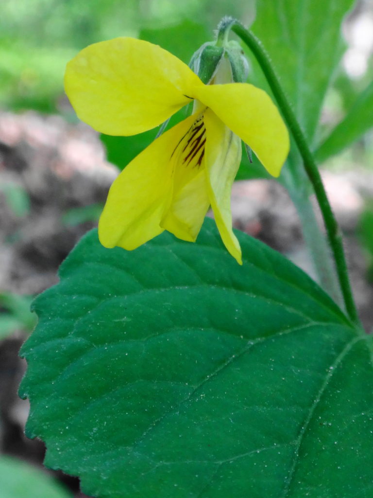 A close-up photograph of single, yellow violet growing on the forest floor.