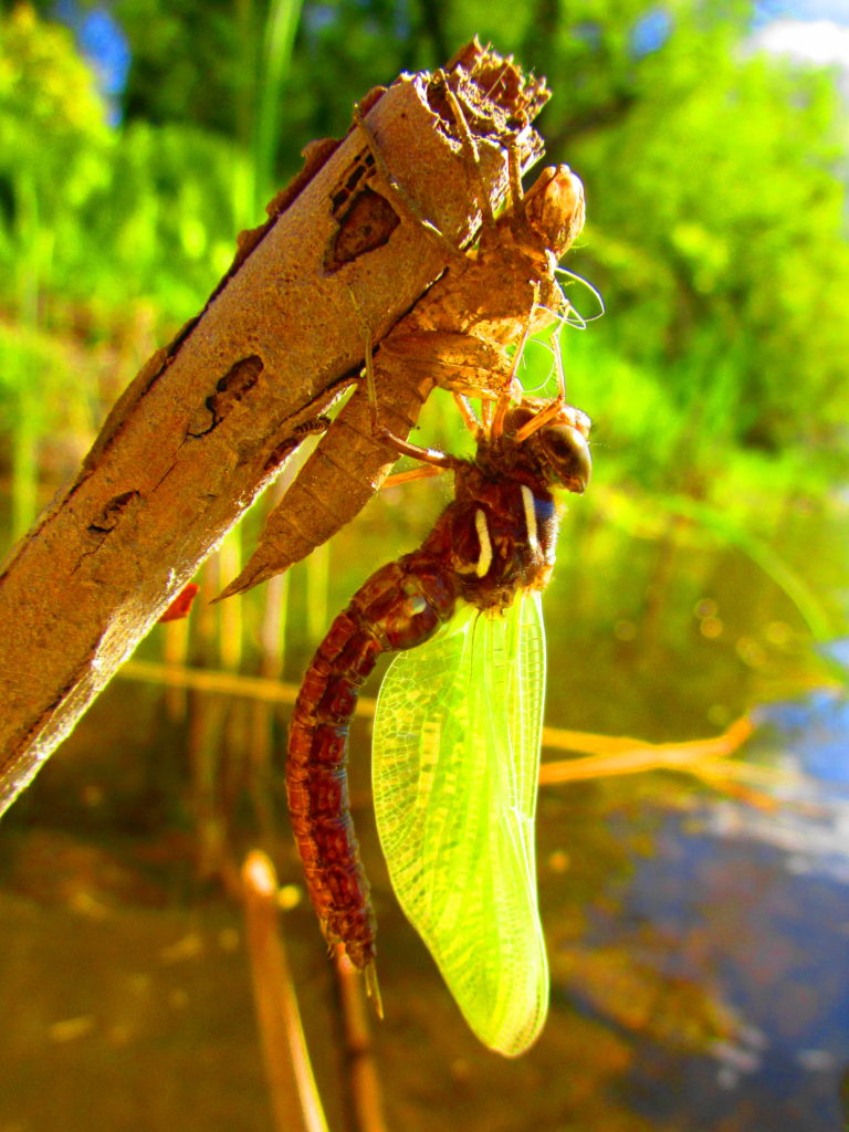 A newly hatched dragonfly dries its wings on a reed.