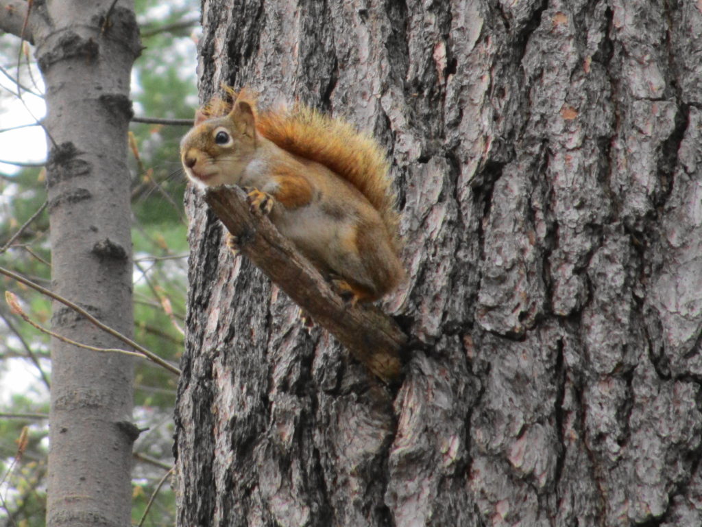 A red squirrel perches on a stub of broken branch, hoping for a gift of peanuts.