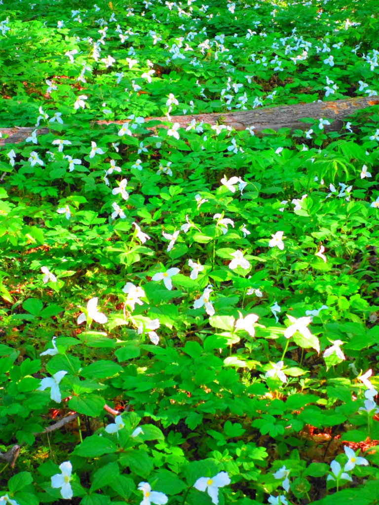 White trilliums blanket a forest floor.