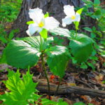 Two tall, white trilliums bloom beside a tree trunk.